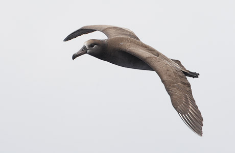 Black-footed Albatross (Phoebastria nigripes) photo image