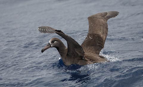 Black-footed Albatross (Phoebastria nigripes) photo image