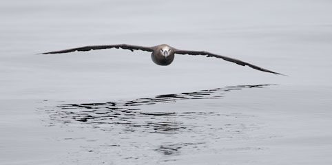 Black-footed Albatross (Phoebastria nigripes) photo image