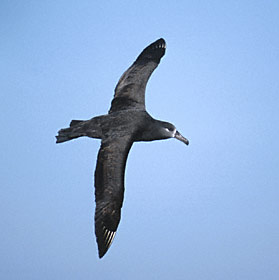 Black-footed Albatross (Phoebastria nigripes) photo image