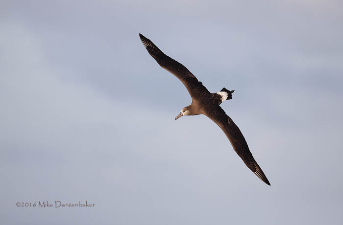 Black-footed Albatross (Phoebastria nigripes) photo image