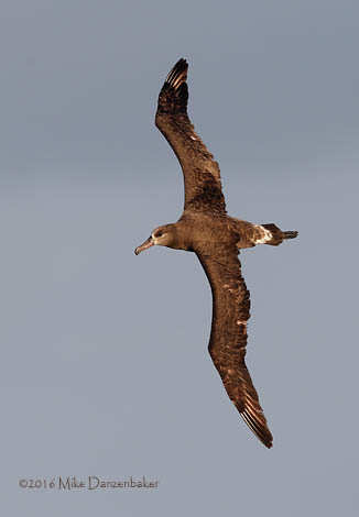 Black-footed Albatross (Phoebastria nigripes) photo image