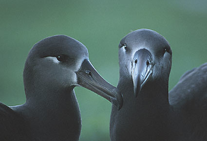 Black-footed Albatross (Phoebastria nigripes) photo image