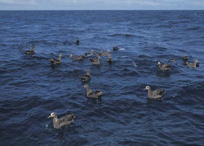 Black-footed Albatross (Phoebastria nigripes) photo image
