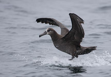 Black-footed Albatross (Phoebastria nigripes) photo image