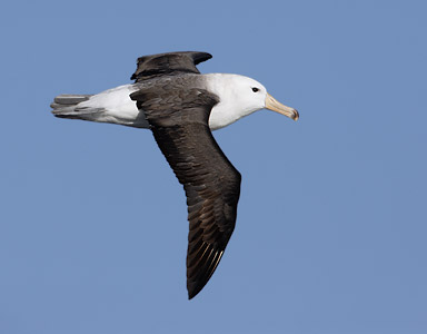 Black-browed Albatross (Thalassarche melanophris) photo image