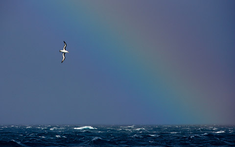 Black-browed Albatross (Thalassarche melanophris) photo image