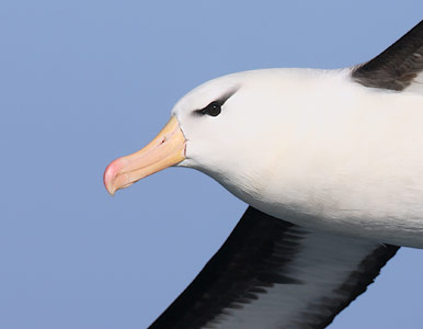 Black-browed Albatross (Thalassarche melanophris) photo image