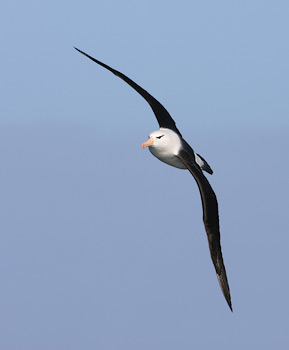 Black-browed Albatross (Thalassarche melanophris) photo image
