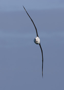 Black-browed Albatross (Thalassarche melanophris) photo image