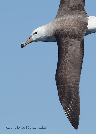 Black-browed Albatross (Thalassarche melanophris) photo image