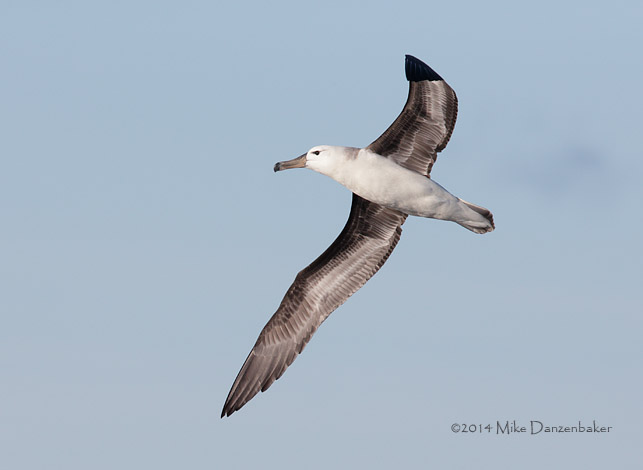 Black-browed Albatross (Thalassarche melanophris) photo image