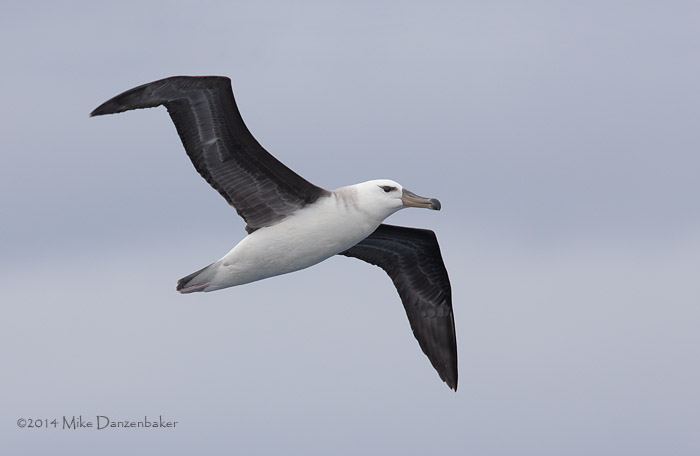Black-browed Albatross (Thalassarche melanophris) photo image