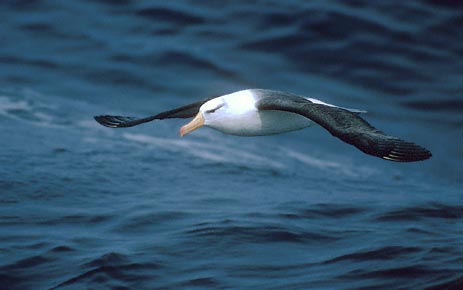 Black-browed Albatross (Thalassarche melanophris) photo image