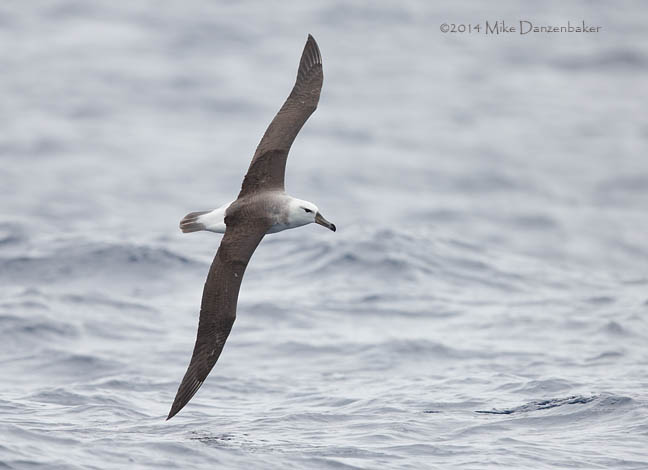 Black-browed Albatross (Thalassarche melanophris) photo image