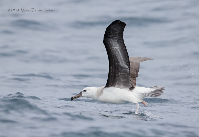 Black-browed Albatross (Thalassarche melanophris) photo image