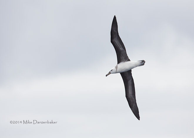 Black-browed Albatross (Thalassarche melanophris) photo image