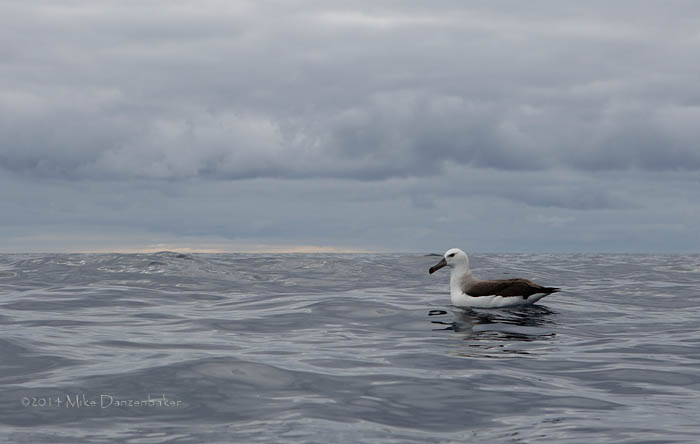 Black-browed Albatross (Thalassarche melanophris) photo image