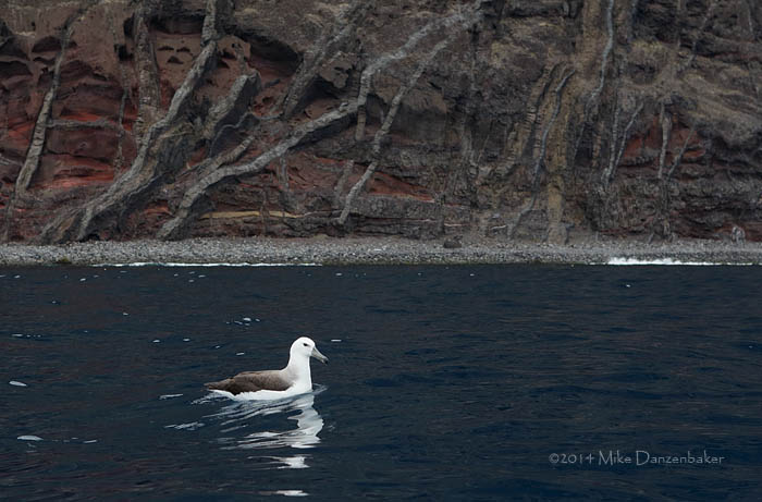 Black-browed Albatross (Thalassarche melanophris) photo image
