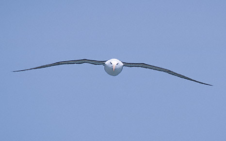 Black-browed Albatross (Thalassarche melanophris) photo image