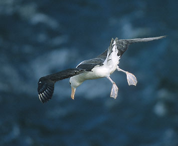 Black-browed Albatross (Thalassarche melanophris) photo image