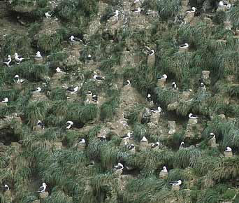 Black-browed Albatross (Thalassarche melanophris) photo image