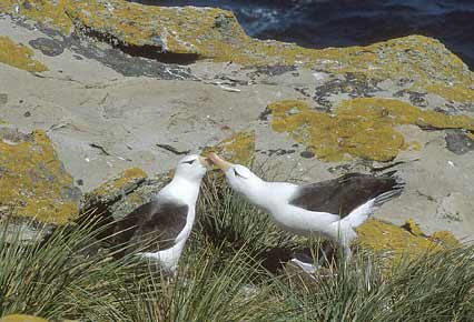 Black-browed Albatross (Thalassarche melanophris) photo image