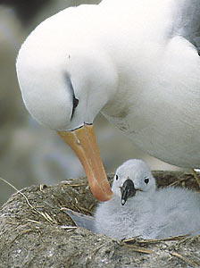 Black-browed Albatross (Thalassarche melanophris) photo image