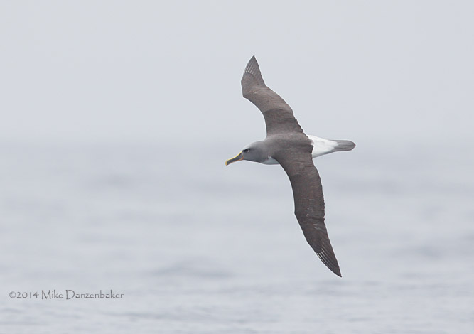 Buller's Albatross (Thalassarche bulleri) photo image