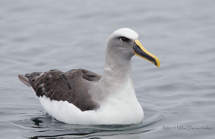 Buller's Albatross (Thalassarche bulleri) photo image