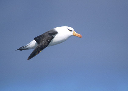 Campbell Albatross (Thalassarche impavida) photo image