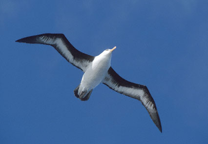 Campbell Albatross (Thalassarche impavida) photo image