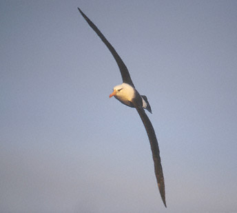 Campbell Albatross (Thalassarche impavida) photo image