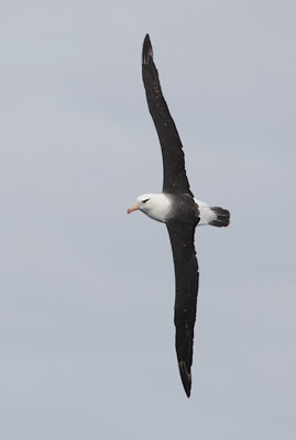 Campbell Island (Black-browed) Albatross (Thalassarche melanophris impavida) photo