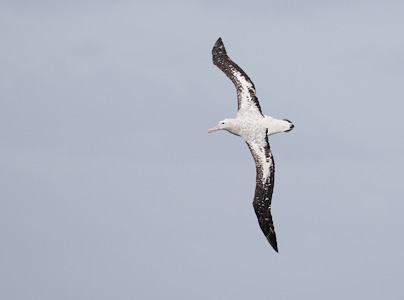 Gibson's Wandering Albatross (Diomedea antipodensis) photo image