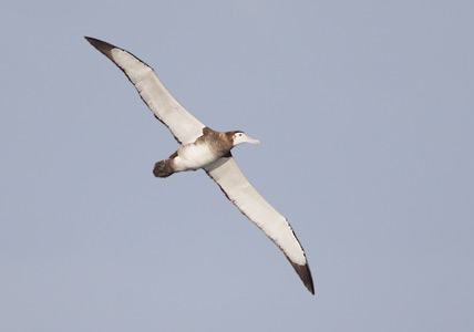 Gibson's [Wandering] Albatross (Diomedea (exulans) gibsoni) photo