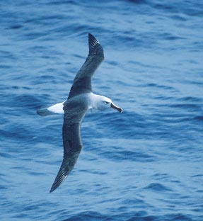 Grey-headed Albatross (Thalassarche chrysostoma) photo image