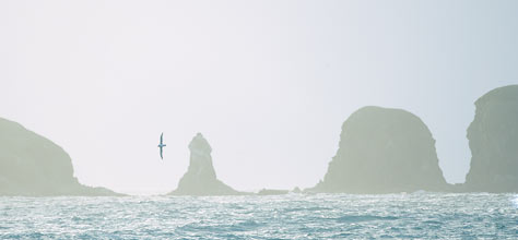 Gray-headed Albatross (Thalassarche chrysostoma) photo