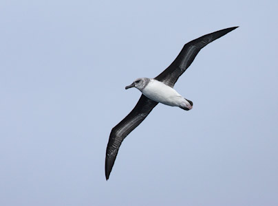 Grey-headed Albatross (Thalassarche chrysostoma) photo image