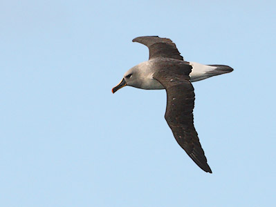 Gray-headed Albatross (Thalassarche chrysostoma) photo