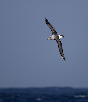 Gray-headed Albatross (Thalassarche chrysostoma) photo
