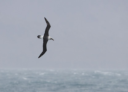 Grey-headed Albatross (Thalassarche chrysostoma) photo image