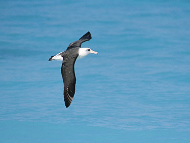 Laysan Albatross (Phoebastria immutabilis) photo image