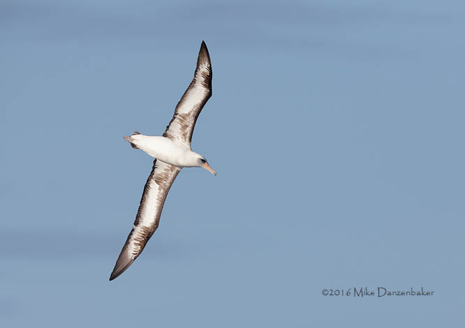 Laysan Albatross (Phoebastria immutabilis) photo image