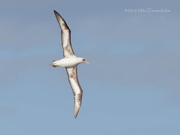 Laysan Albatross (Phoebastria immutabilis) photo image
