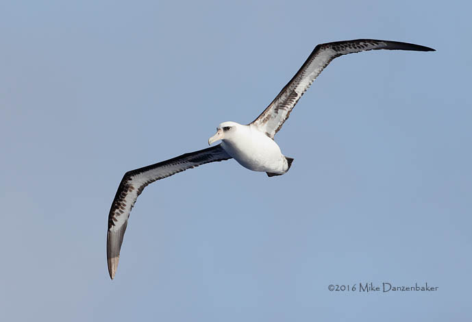 Laysan Albatross (Phoebastria immutabilis) photo image