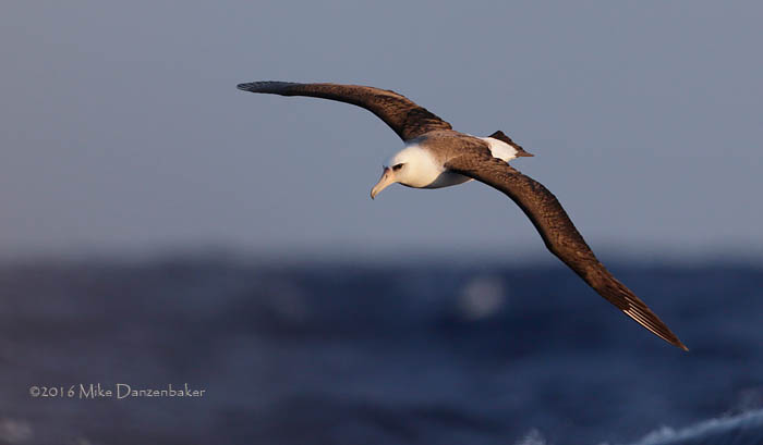 Laysan Albatross (Phoebastria immutabilis) photo image