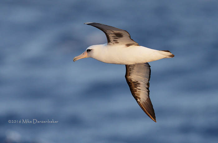 Laysan Albatross (Phoebastria immutabilis) photo image
