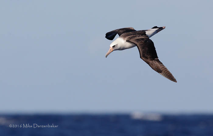 Laysan Albatross (Phoebastria immutabilis) photo image