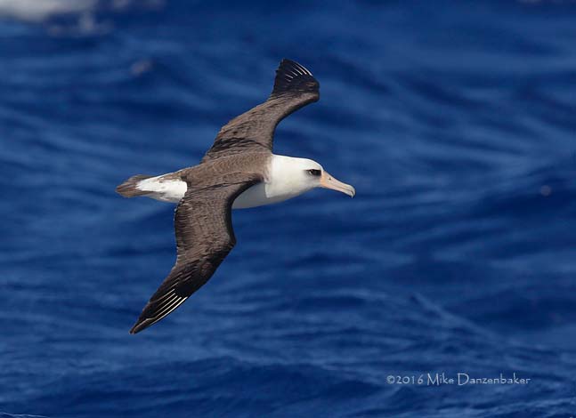 Laysan Albatross (Phoebastria immutabilis) photo image